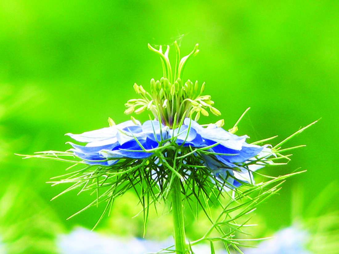 friendship plant care 4